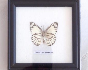 The Striped Albatros Tropical Butterfly Collection Taxidermy Wandrahmen 13 x 12 cm