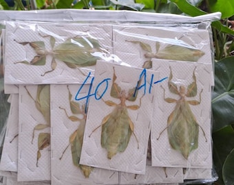 40 X BULK PACK Giant Leaf Insect A2 (Phyllium celebicum) WHOLESALE Entomology Taxidermy Insect Art Supplies