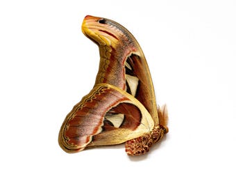 100 Männchen Atlasspinner (Attacus atlas) A1/A1- Unmontiert