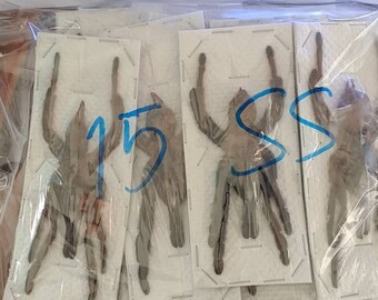 15 Thailändische Riesenvogelspinner (Haplopelma minix) Entomologie Taxidermie Insekt Künstlerbedarf