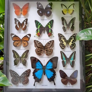 Può includere: Una teca incorniciata con 12 esemplari di farfalle diverse, ciascuna con un'etichetta con il nome. Le farfalle sono disposte a griglia e sono tutte in varie tonalità di blu, verde, arancione, nero e bianco.