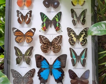 Tropischer Schmetterlingssammlungs-Schablonenrahmen, sehr feiner A1-Zustand Lepidoptera Entomologie erhaltener Insektenkunstrahmen 350 x 290 x 25 mm