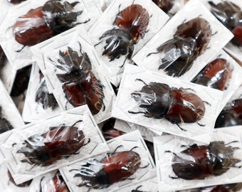 Thai Hirschkäfer - Med/Large (Lucanidae sp.) GROßHANDEL Entomologie Taxidermie Insekt Art Supplies