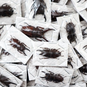Peut inclure: Une collection de coléoptères cerfs préservés présentés dans des étuis individuels en plastique transparent sur fond de carton blanc. Les coléoptères sont de différentes nuances de brun et de noir.