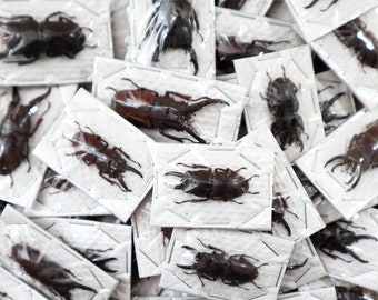 Thai Hirschkäfer A1 (Lucanidae sp.) Entomologie Taxidermie Insekt Künstler Lieferungen