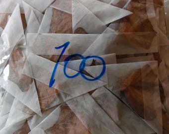 100 Schmetterlinge (Vindula dejone) Unmontiert A1 Thailand Entomologie Taxidermie Schmetterling Kunst Zubehör
