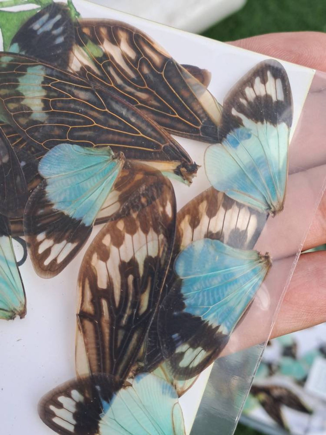 16 BLUE CICADA WINGS Wholesale Entomology Taxidermy Insect Art Supplies
