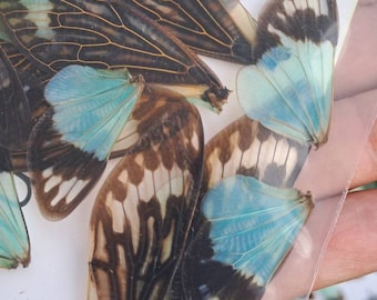 16 Blaue Zikaden Flügel lose, Großhandel Entomologie Taxidermie Insekt Kunst Bedarf
