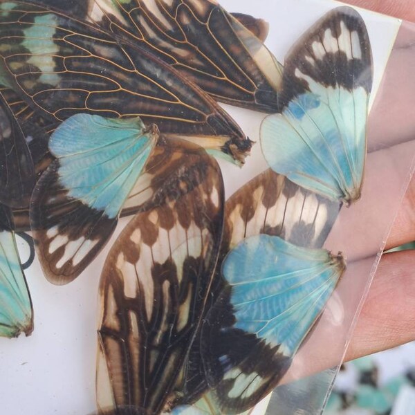 16 BLUE CICADA WINGS Wholesale Entomology Taxidermy Insect Art Supplies