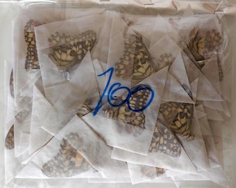 100 Lime Ritterfalter Schmetterlinge (Papilio demoleus) Unmontiert A1 Wholesale Entomologie Taxidermie Schmetterling Kunst Zubehör