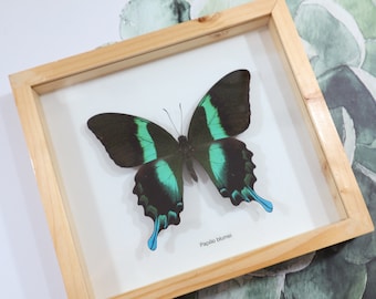 Vintage Gebrauchter Insekten Rahmen Schmetterlinge Taxidermy Art 'LOT 142'