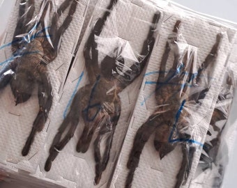 Thai Blau Riesen Vogel fressende Vogelspinne A1 (Haplopelma lividum) Entomologie Taxidermie Insekt Kunst Liefert