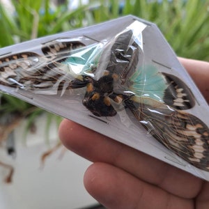 May include: A preserved cicada insect with brown and white wings, mounted on a white triangular display card with a clear plastic cover.