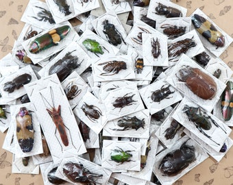 1 x Assorted Beetle Specimen (Mixed Various) WHOLESALE Entomology Taxidermy Insect Art Supplies