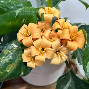 Puakenikeni flower picks for cowboy hats or hair accessories