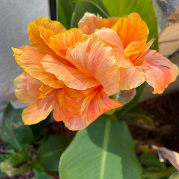 Beautiful Orange Tropicana Canna Lily bulbs with variegated leaves