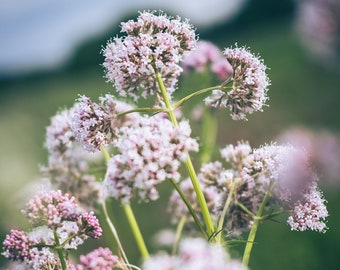 250 Graines Valériane | 100% Biologique, Reproductible, Sans OGM, Demeter | Valeriana Officinalis | Graines Paysannes