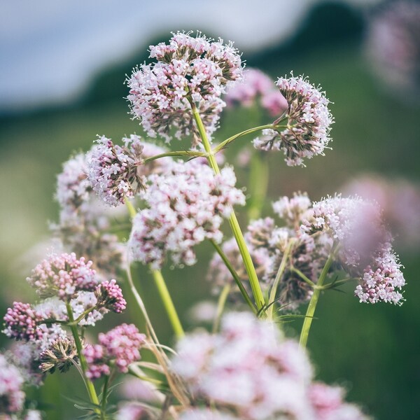 250 Semillas de Valeriana | 100% orgánico, reproducible, libre de OGM | Valeriana Officinalis