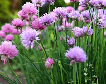 250 Graines de Ciboulette Fine, Semence Herbes Biologiques, Reproductible & Sans OGM, Allium Schoenoprasum, Potager, Semence Paysanne