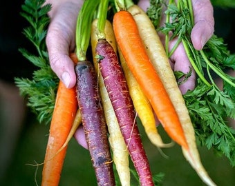 250 Graines de Carotte Colorée, Semence Legumes Biologiques, Reproductible & Sans OGM, Daucus Carota, Potager, Semence Paysanne