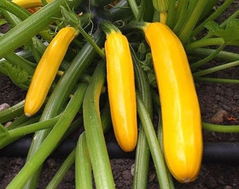 5 Graines de Courgette Jaune, Semence Biologique, Reproductible & Sans OGM, Potager, Cucurbita Pepo, Graines Paysannes