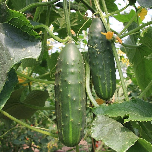 10 Cucumber Seeds, Organic Vegetable, Reproducible & GMO-free, Cucumis Sativus, Kitchen Garden, Farmer Seeds