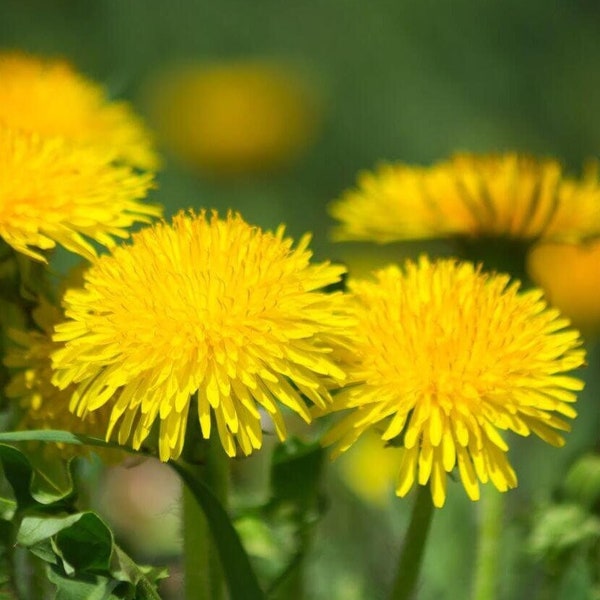 250 Graines de Pissenlit, Semence Fleurs Biologiques, Reproductible & Sans OGM, Taraxacum officinale, Graines Paysannes