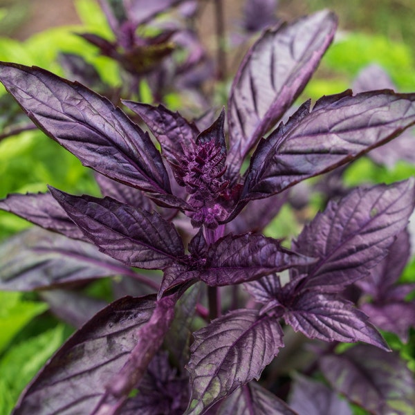 250 Graines de Basilic Pourpre | 100% Biologique, Reproductible, Sans OGM | Ocimum Basilicum | Graines Paysanne