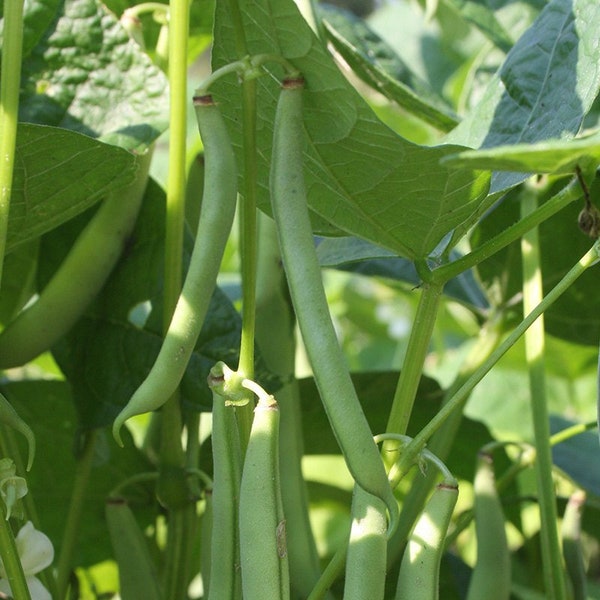 25 Groene Sperzieboon Zaden, Biologische Groente, Reproduceerbaar & GMO-vrij, Phaseolus Vulgaris, Moestuin, Boerenzaden