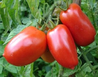 15 San Marzano Tomaat Zaden | 100% Biologisch, Reproduceerbaar, GMO-vrij | Groente Zaden | Solanum lycopersicum | Farmer Seeds