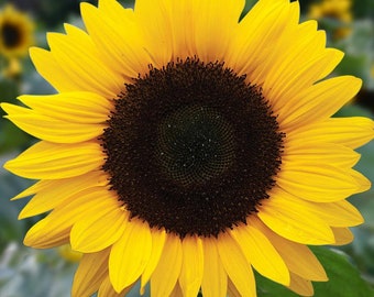 25 Graines de Tournesol Géant, Semence Fleurs Biologiques, Reproductible & Sans OGM, Helianthus Annuus, Potager, Semence Paysanne