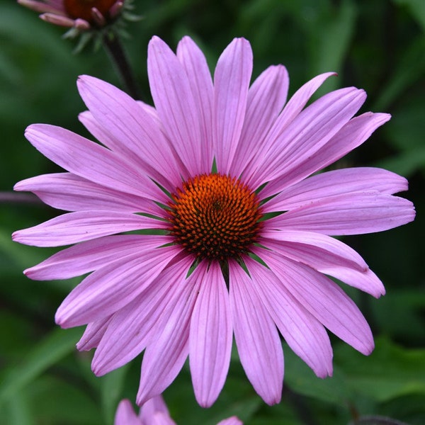 50 Pink Coneflower Seeds, Organic Flower, Reproducible & GMO-free, Echinacea Purpurea, Kitchen Garden, Farmer Seeds