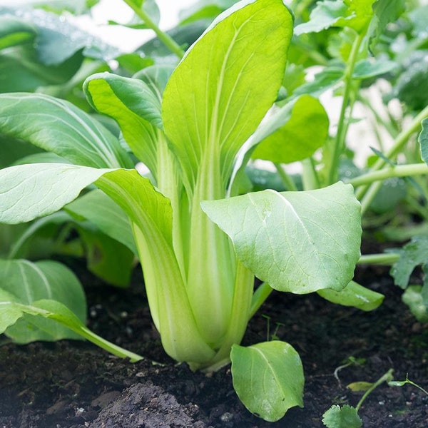 50 Graines de Chou Pak-Choi, Semence Legumes Biologiques, Reproductible & Sans OGM, Brassica Rapa, Potager, Semence Paysanne