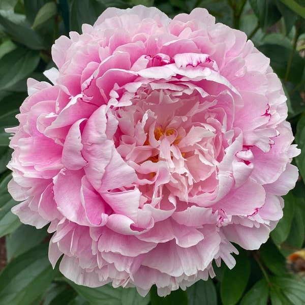 500 Roze Dubbelbloemige Papaver Zaden, Biologische Bloemen, Reproduceerbaar & GMO-vrij, Papaver somniferum, Boerenzaden