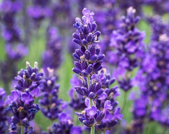 250 Semillas de Lavanda | Flores Orgánicas | Reproducible y libre de OGM | Lavándula Angustifolia | semillas de granjero