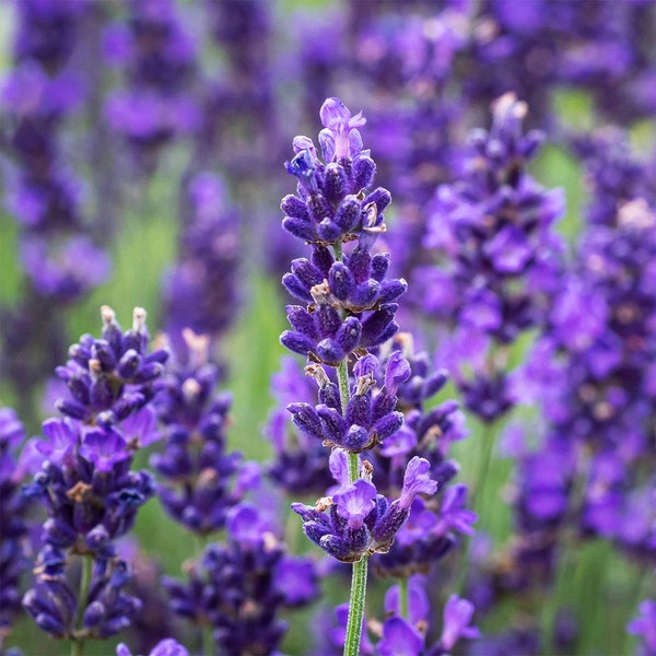 250 Lavendelsamen | Bio-Blumen | Reproduzierbar & gentechnikfrei | Lavandula Angustifolia | Bauernsamen
