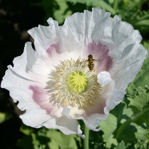 500 Opium Poppy Seeds, Organic Flowers, Reproducible & GMO-free, Papaver Somniferum, Kitchen Garden, Farmer Seeds