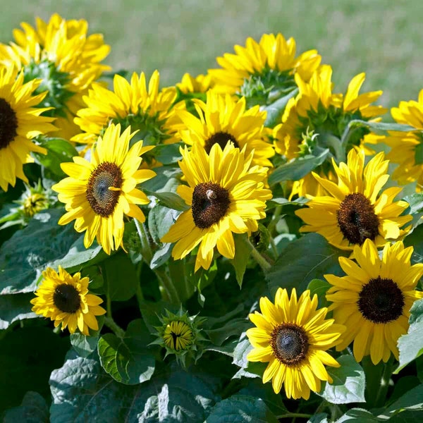 25 Graines de Tournesol Petit, Semence Fleurs Biologiques, Reproductible & Sans OGM, Helianthus Annuus, Potager, Semence Paysanne