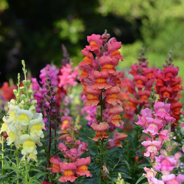 500 Leeuwenbek Zaden, Biologische Bloemen, Reproduceerbaar & GMO-vrij, Antirrhinum Majus, Moestuin, Binnen en Buiten Kweken, Boerenzaden