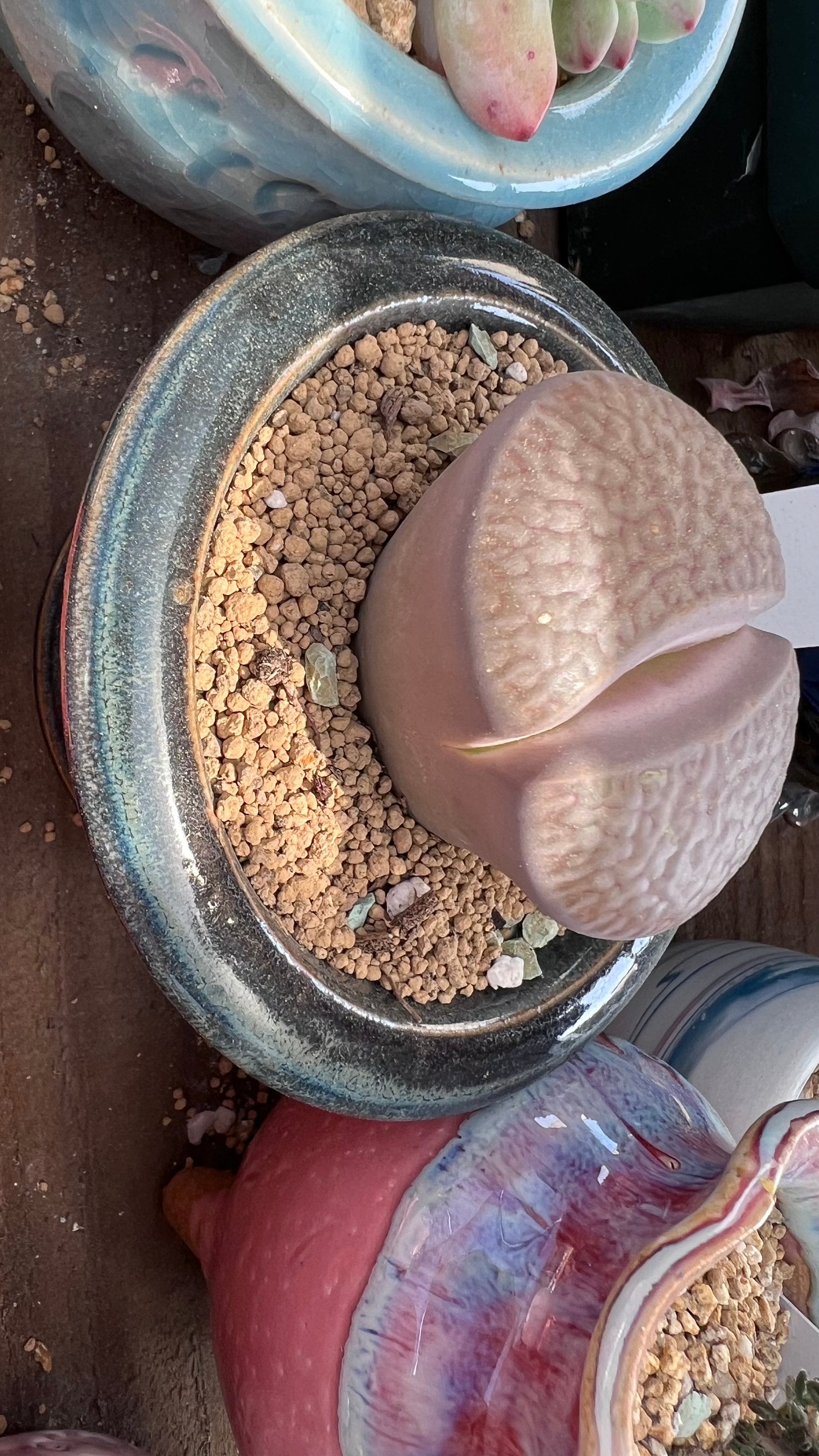 1lb Akadama Kiryu Bonsai Soil for Cactus Succulents Bonsai Plants