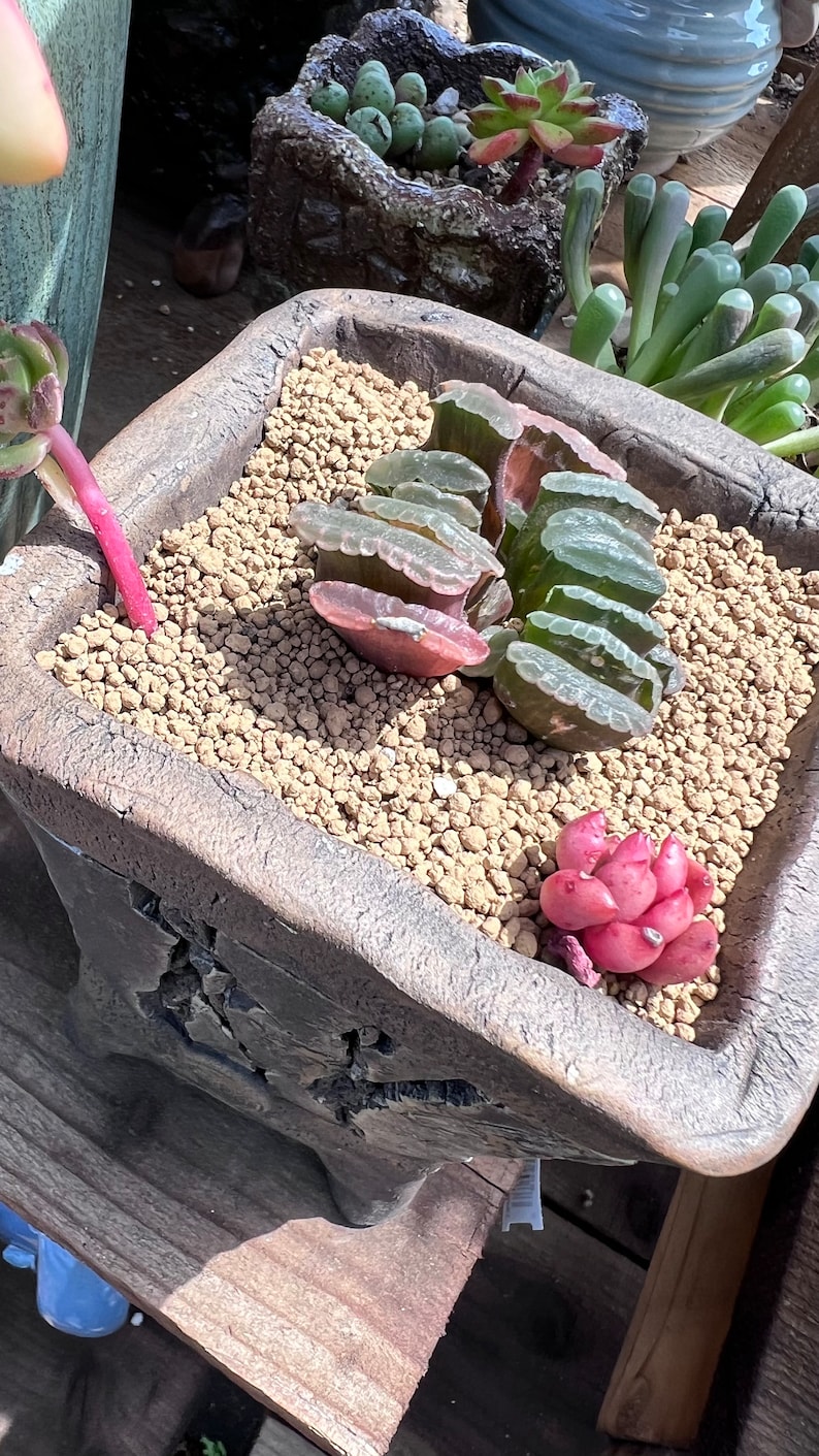 1lb Akadama Kiryu Bonsai Soil for Cactus Succulents Bonsai Plants Japanese Hard Akadama 赤玉土 Etsy