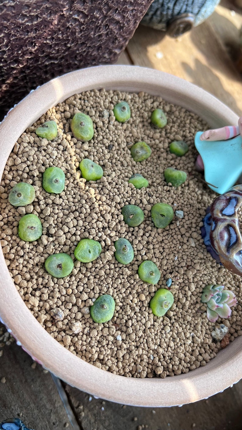 1lb Akadama Kiryu Bonsai Soil for Cactus Succulents Bonsai Plants