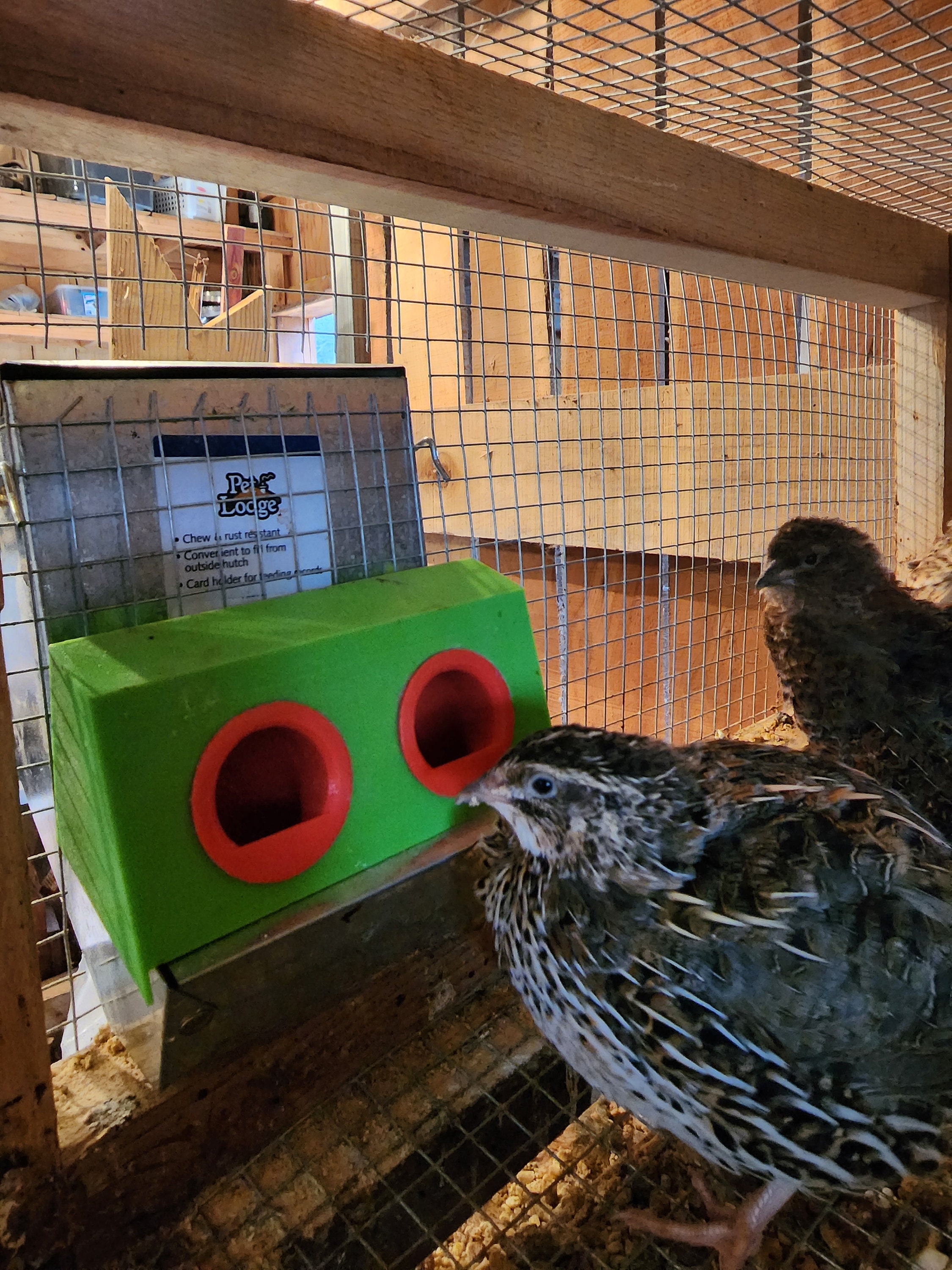 5 in Chick and Quail Feeder Attachment for a 5 Inch J Feeder Etsy