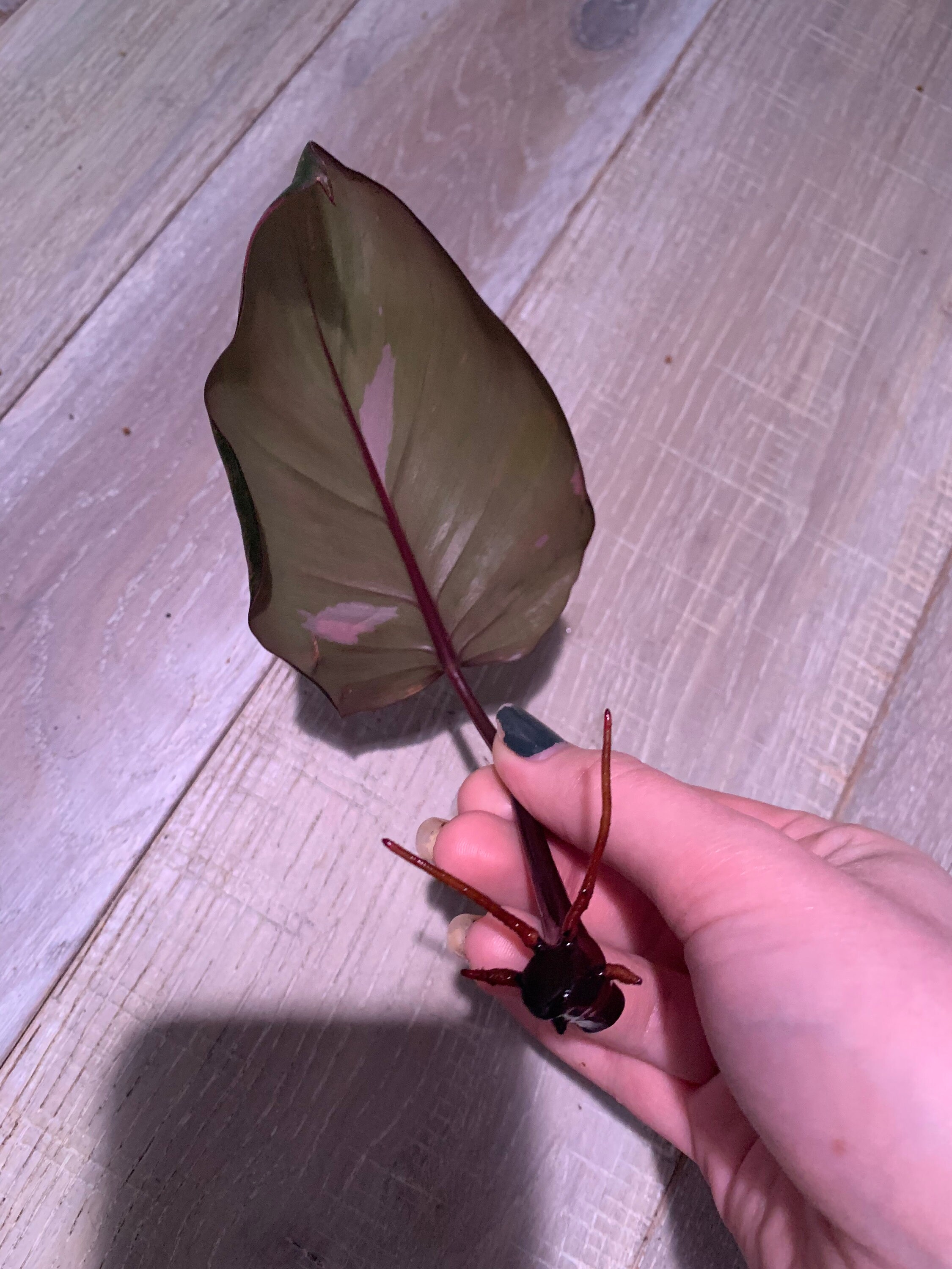 Philodendron Pink Princess Cutting Etsy
