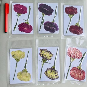 Large Carnation - Dried Pressed Real Flowers For Decoration Crafts Art Resin Project