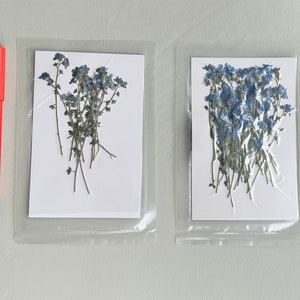 Forget me not with Stems - Dried Pressed Real Flowers For Decoration Crafts Art Resin Project