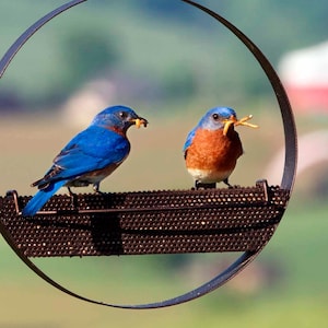 Bistro Platform Bird Feeder for Bluebirds to Orioles | Hanging Bird Feeder for Birds, Outdoor Garden Decor | Unique Gift for Birds Lovers