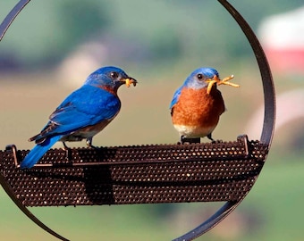 Bistro Platform Bird Feeder for Bluebirds to Orioles