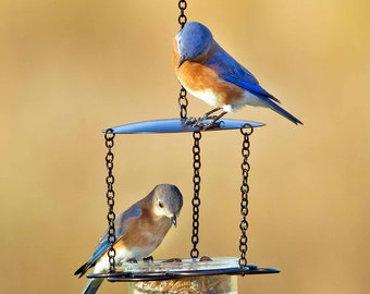 Mangeoire florale pour oiseaux