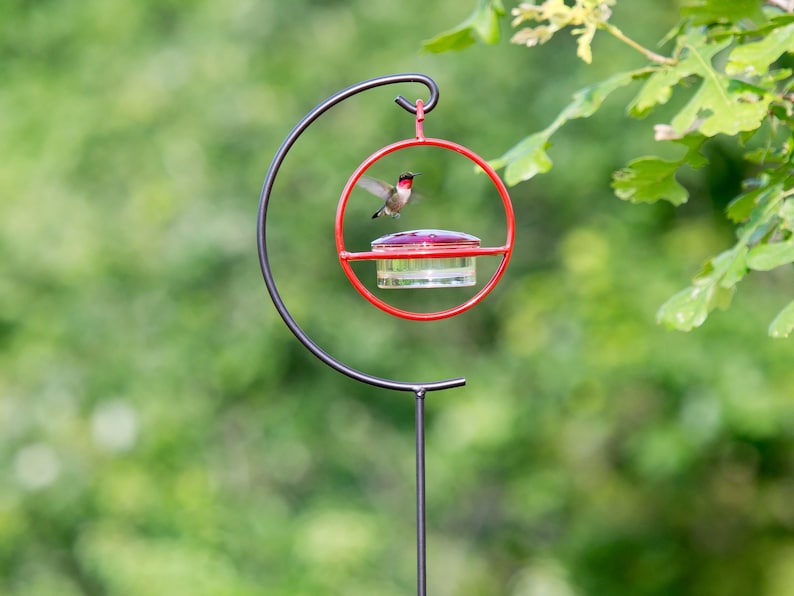 A hummingbird hovers near a red-framed, red-lidded, clear glass feeder, which hangs from a black metal shepherd's hook against a blurry green background.